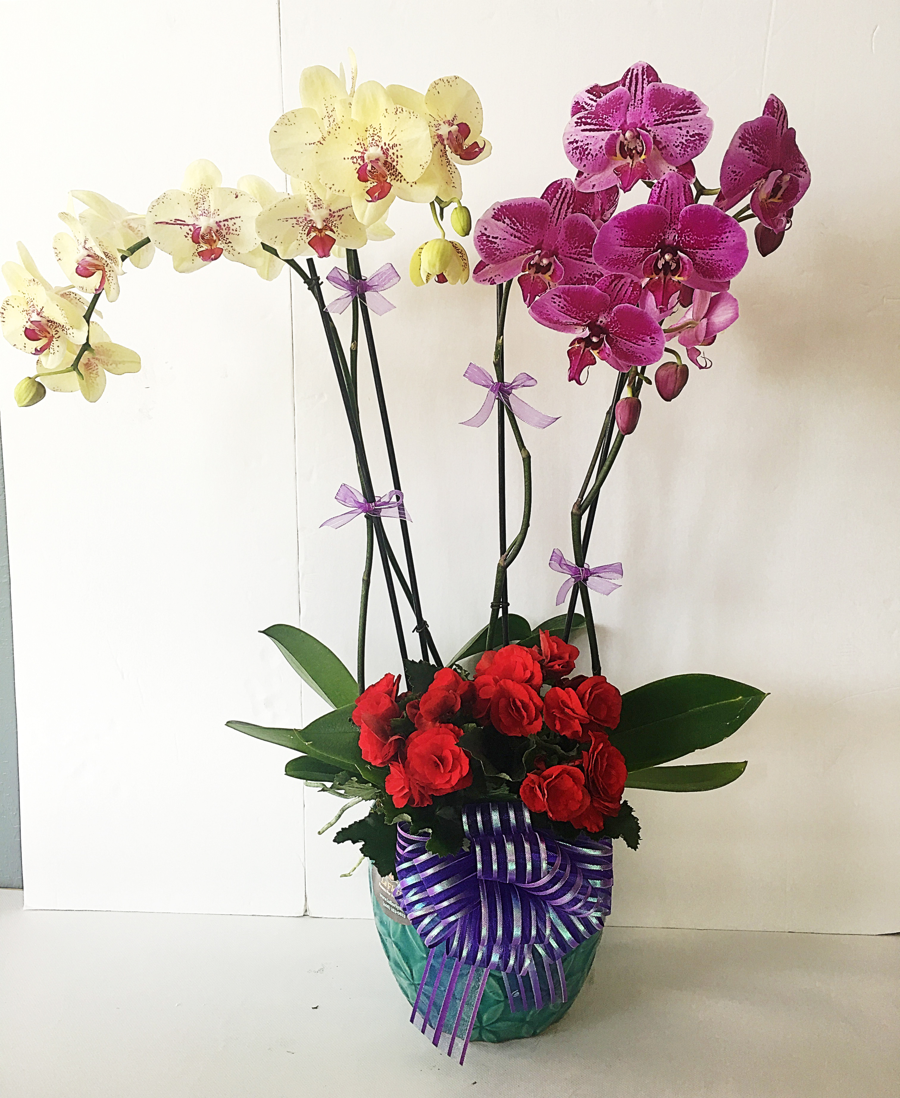 Chậu hoa lan hồ điệp kết hợp màu tím và màu vàng độc đáo Chậu hoa lan hồ điệp kết hợp màu tím và màu vàng độc đáo